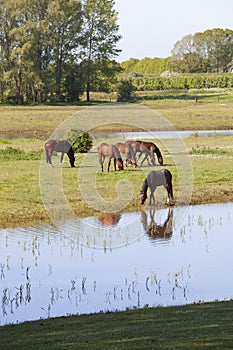 Brown horses on sunny morning near river rhine in vicinity of utrecht