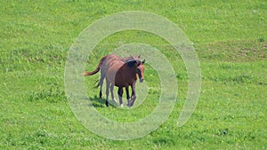 Brown horses walking in the field in slow motion. Beautiful powerful animals. isolated on green background. The horse