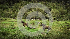 Brown horses walking through humid forest.