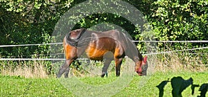 brown hourses at the meadow with green grass