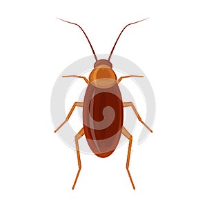 Brown house cockroach. Red insect pest. Vector illustration isolated on white background