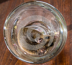 Brown house mouse curled up in a Martini glass.