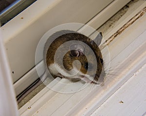 A brown house mouse, Mus musculus, sitting on a window.