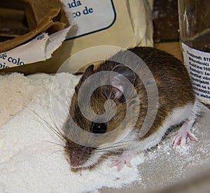 A wild brown house mouse looking guilty standing on a pile of flour in a kitchen cabinet.