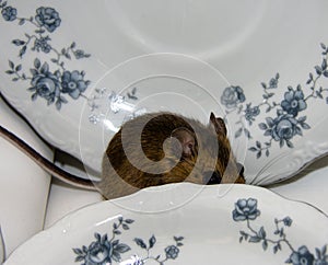 A brown house mouse peeking out from behind a dish.