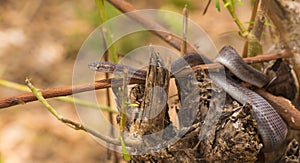 Brown House Snake on log