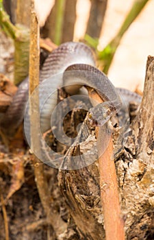 Brown House Snake on log