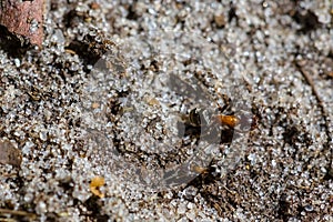 Brown huge ant crawl on a sandf