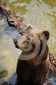 A brown huge bear looking for food photo