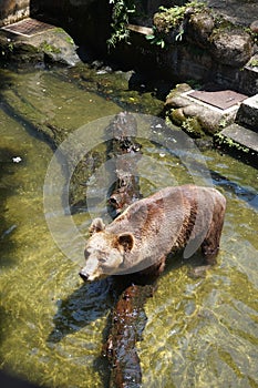 A brown huge bear in a man made habitat photo