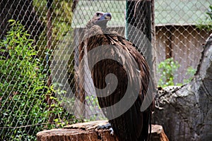 A brown huge eagle sitting on the branch and looking into the distance away