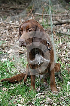 Brown Hunting Dog