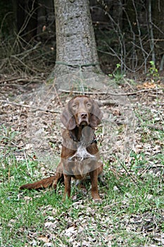 Brown Hunting Dog