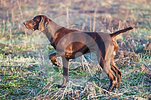 The brown hunting dog freezed in the pose smelling the wildfowl in the green grass. German Shorthaired Pointer.