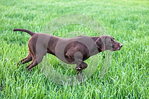 The brown hunting dog freezed in the pose smelling the wildfowl in the green grass. German Shorthaired Pointer.