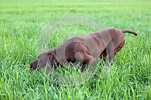 The brown hunting dog freezed in the pose smelling the wildfowl in the green grass. German Shorthaired Pointer.