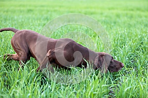 The brown hunting dog freezed in the pose smelling the wildfowl in the green grass. German Shorthaired Pointer.