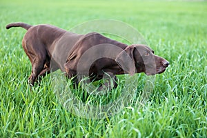 The brown hunting dog freezed in the pose smelling the wildfowl in the green grass. German Shorthaired Pointer.