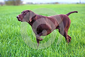 The brown hunting dog freezed in the pose.