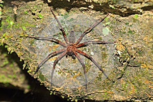 Brown huntsman spider