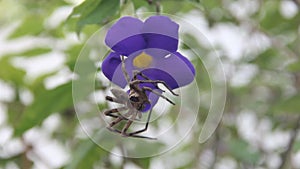 Brown Huntsman Spider Heteropoda venatoria