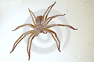 Brown Huntsman Spider photo