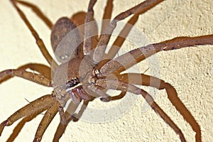 Brown Huntsman Spider photo