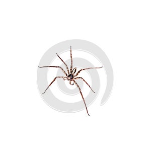 Brown Huntsman Spider with Seven Legs