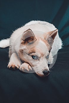 Brown husky puppy on black background with bright blue eyes