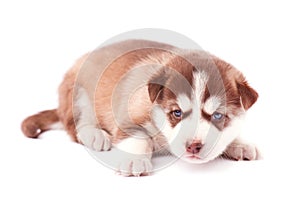 Brown husky puppy with blue eyes, on white background
