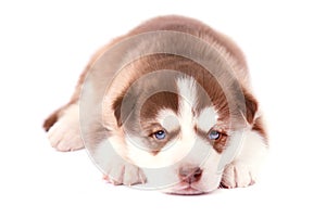 Brown husky puppy with blue eyes, on white background