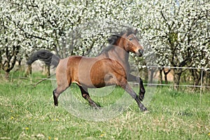 Brown hutsul running in front of flowering trees photo
