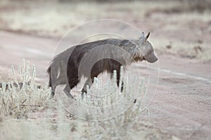 A brown hyaena protects its territory