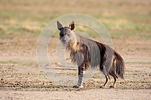 Brown hyena photo