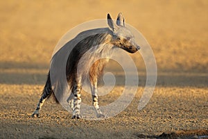 Brown hyena