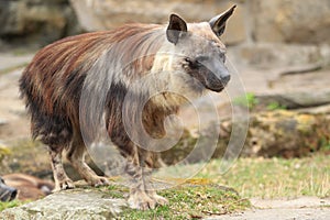 Brown hyena photo