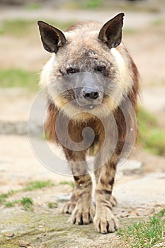 Brown hyena photo