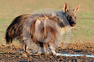 Brown hyena