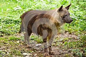 A brown hyena
