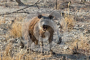 A brown hyena in Etosha