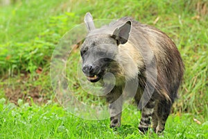 Brown hyena