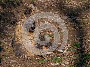 The brown hyena, Hyaena brunnea