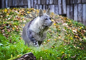 The brown hyena (Hyaena brunnea), also called strandwolf