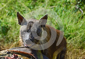 Brown Hyena  Hyaena brunnea  feeding on a dead carcass of a rhino in Pilanesberg national park