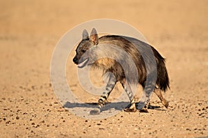 Brown hyena photo