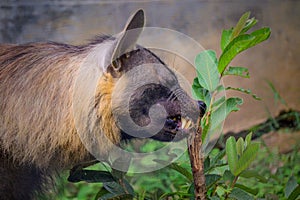 Brown Hyena in the Lembang Zoo photo