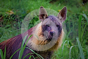 Brown Hyena in the Lembang Zoo photo