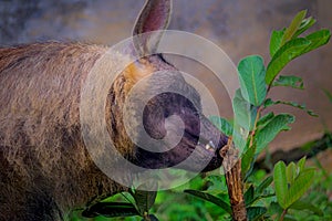 Brown Hyena in the Lembang Zoo photo