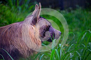 Brown Hyena in the Lembang Zoo photo