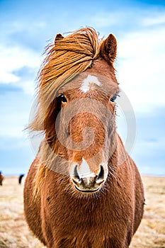 Brown Icelandic horse facing camera